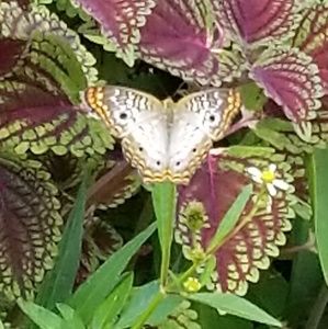 Meet your Posher, Dreama